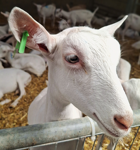 Tiere_5