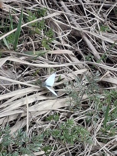 Frühling07