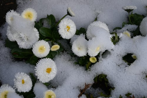 Frühling13