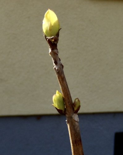 Frühling14